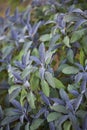 Salvia Sage Royalty Free Stock Photo