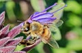 Salvia sage purple flower bee Royalty Free Stock Photo