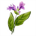 Salvia. Sage. Vector illustration Royalty Free Stock Photo