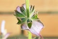 Salvia sclarea Royalty Free Stock Photo