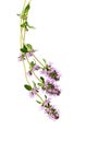 Salvia sclarea  or clary sage on white Royalty Free Stock Photo