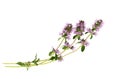 Salvia sclarea  or clary sage on white Royalty Free Stock Photo