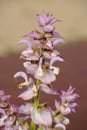 Salvia sclarea