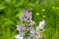 Salvia sclarea flowers in bloom, light violet flowering sage plant Royalty Free Stock Photo