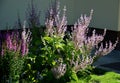 Sage flowers of this species are supported by large, sessile, broadly ovate bracts, which are pink, blue, purple or whitish with Royalty Free Stock Photo