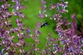 Sage flowers of this species are supported by large, sessile, broadly ovate bracts, which are pink, blue, purple or whitish with Royalty Free Stock Photo