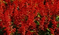 Salvia spiky red batch blooming on field