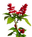 Salvia splendens Royalty Free Stock Photo