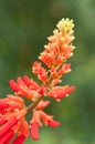 Salvia splendens