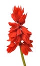 Salvia splendens Royalty Free Stock Photo