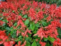 Salvia splendens is indigenous to Brazil. It is a herbaceous plant with vivid flowers that grows slowly.