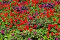 Salvia Splendens and Pink Petunia Flowers Garden Royalty Free Stock Photo