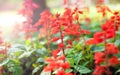 Salvia splendens [ Red flower]