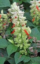 Salvia splendens `redt white surprise`