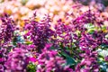 Salvia splendens Royalty Free Stock Photo