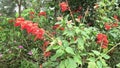 Salvia splendens (scarlet sage, Labiatae). This plantis widely used in Indian traditional medicine