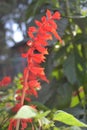 Salvia splendens, the scarlet sage,