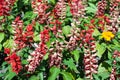 Salvia splendens (scarlet sage, tropical sage)