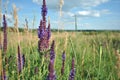 Salvia tesquicola blue flowers, sky and grass background, soft bokeh Royalty Free Stock Photo