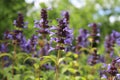 Salvia verticillata. Flowering sage in garden.