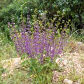 Salvia verticillata, the lilac sage