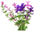 Salvia Viridis Royalty Free Stock Photo