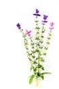 Salvia Viridis Royalty Free Stock Photo