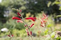 Salvia viridis, annual clary, orval in bloom