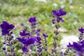 Salvia viridis Royalty Free Stock Photo
