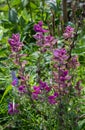 Salvia viridis - annual sage with purple leaves Royalty Free Stock Photo