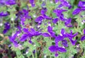 Salvia Viridis Royalty Free Stock Photo