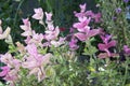 Salvia viridis purple pink flower in bloom Royalty Free Stock Photo