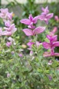 Salvia viridis purple pink flower in bloom Royalty Free Stock Photo