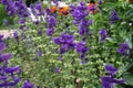 Salvia viridis Salvia horminum in the summer garden Royalty Free Stock Photo
