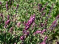 Salvia x superba or Salvia nemorosa \'Caradonna\' with purple stems and stunning, vertical spikes of rich,