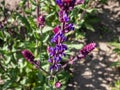 Salvia x superba or Salvia nemorosa \'Caradonna\' with purple stems and stunning, vertical spikes of rich,