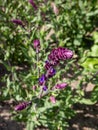 Salvia x superba or Salvia nemorosa \'Caradonna\' with dark purple stems and stunning, vertical spikes