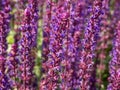 Salvia x superba or Salvia nemorosa \'Caradonna\' with purple stems and stunning, vertical spikes of rich,