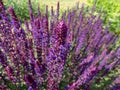 Salvia x superba or Salvia nemorosa \'Caradonna\' with unique, purple stems and vertical spikes of rich,
