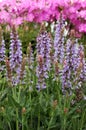 Many Stems of Salvia x sylvestris \'Blue Hills\' in Bloom Royalty Free Stock Photo