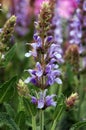 Salvia x sylvestris Blue Hills Royalty Free Stock Photo