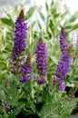 A group of Salvia x sylvestris \'May Night\' Flowers Royalty Free Stock Photo