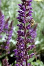 Salvia x sylvestris May Night Royalty Free Stock Photo