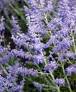 Salvia yangii, previously known as Perovskia atriplicifolia