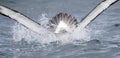 Salvin's Albatross, Thalassarche salvini Royalty Free Stock Photo