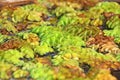 Salvinia Royalty Free Stock Photo