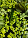 Salvinia and duckweed flooting in water Royalty Free Stock Photo