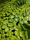 Salvinia and duckweed flooting in water Royalty Free Stock Photo