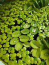 Salvinia and duckweed flooting in water Royalty Free Stock Photo