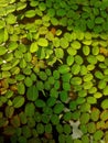 Salvinia minima plants in fish pond as a background with warm and fresh feelings by the green and yellow light on it Royalty Free Stock Photo